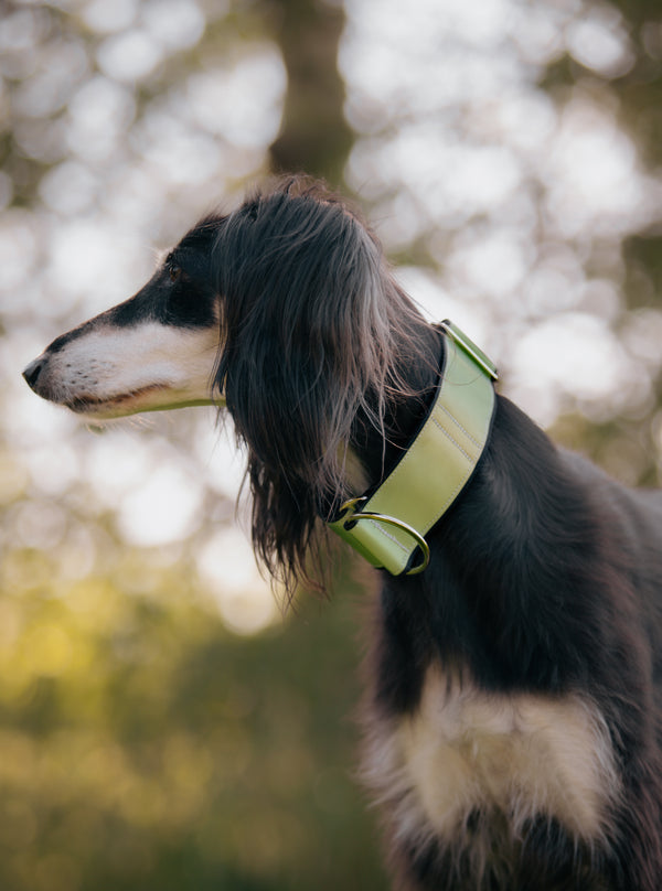 AURA- GREEN REFLECTIVE COLLAR