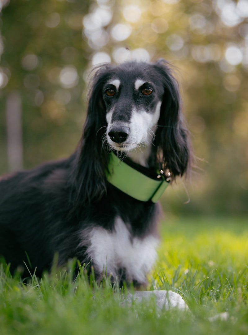 AURA- GREEN REFLECTIVE COLLAR