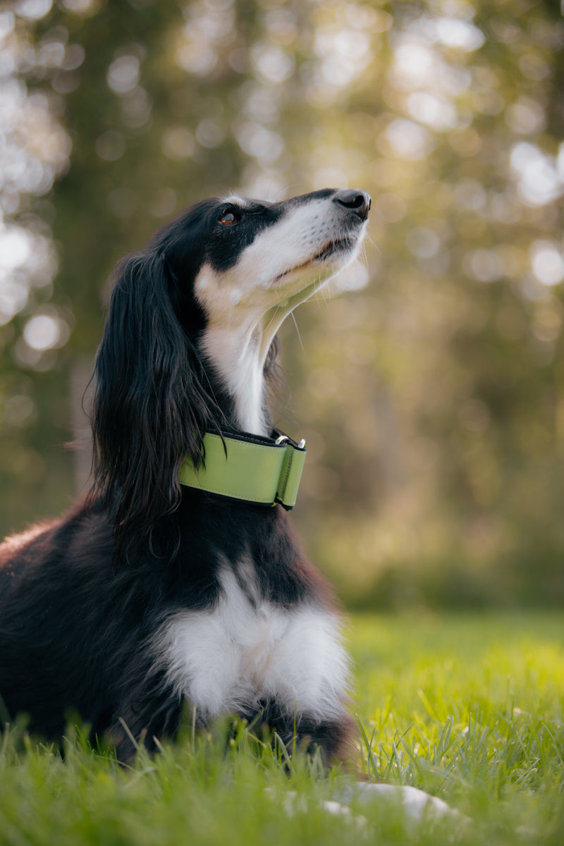 AURA- GREEN REFLECTIVE COLLAR
