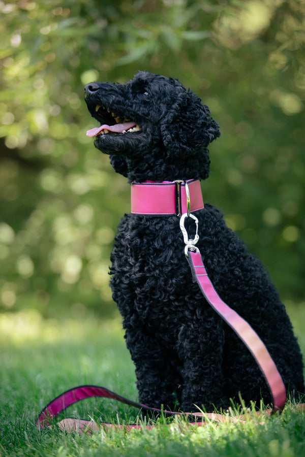AURA- PINK REFLECTIVE COLLAR