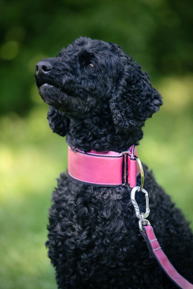 AURA PINK REFLECTIVE- LEASH
