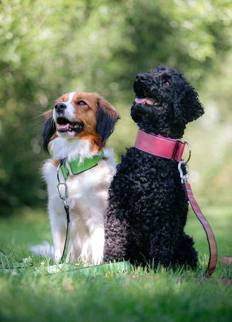 AURA- GREEN REFLECTIVE COLLAR