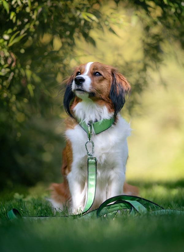 AURA GREEN REFLECTIVE- LEASH