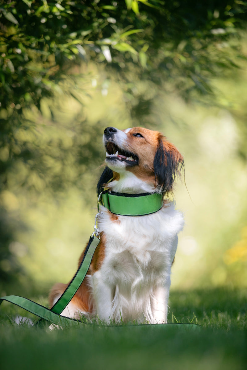 AURA- GREEN REFLECTIVE COLLAR