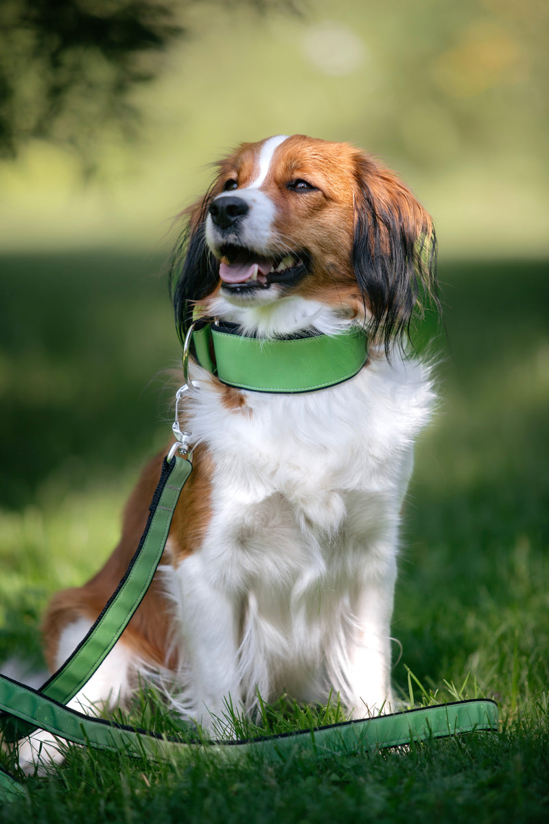 AURA- GREEN REFLECTIVE COLLAR