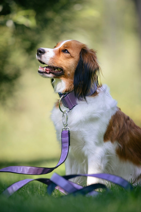 AURA- LILA REFLECTIVE COLLAR