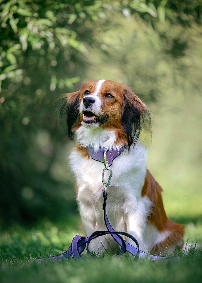 AURA LILA REFLECTIVE- LEASH
