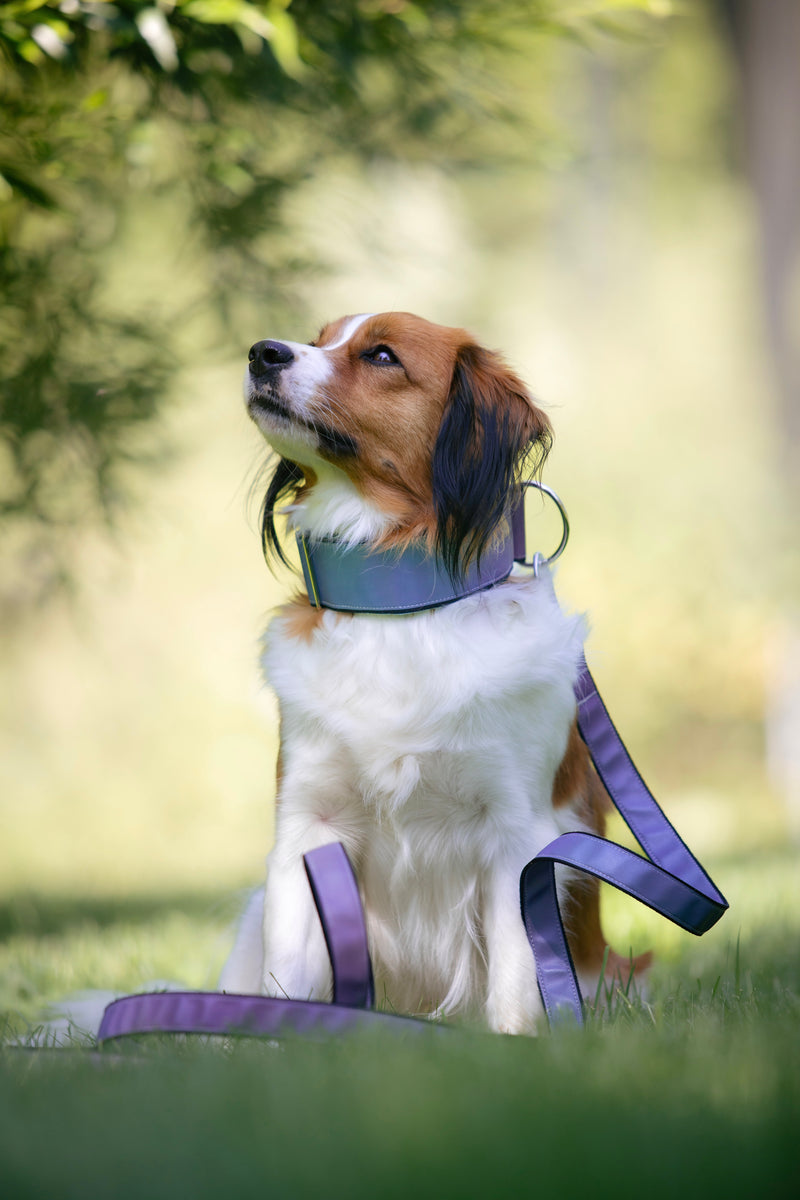 AURA LILA REFLECTIVE- LEASH