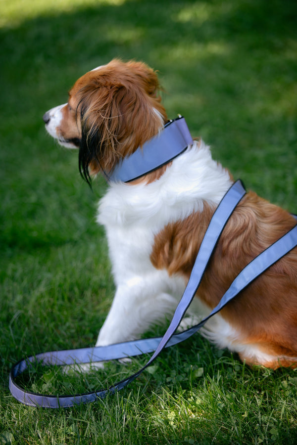 AURA- LILA REFLECTIVE COLLAR