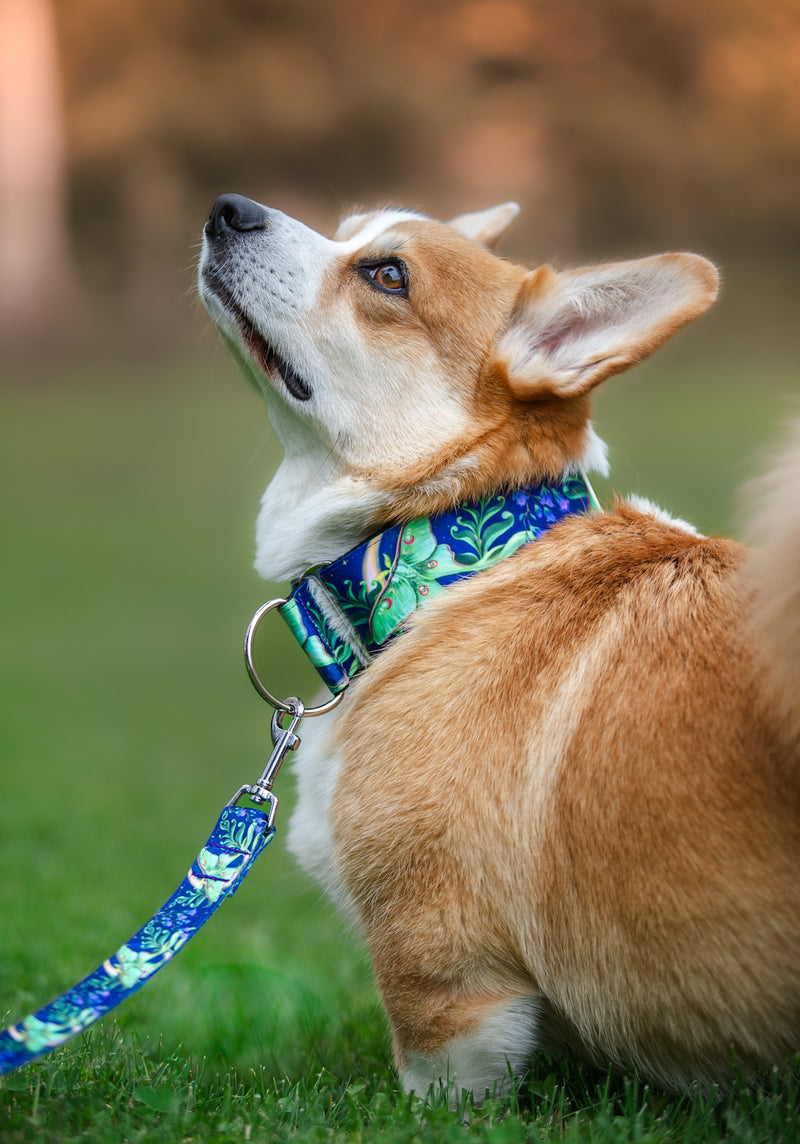 MOONLIGHT FLIGHT - COLLAR