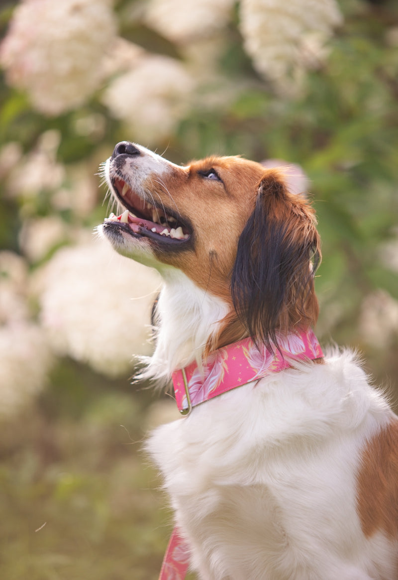 MAKE A WISH- COLLAR
