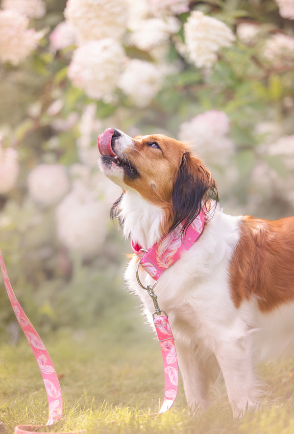 MAKE A WISH - LEASH