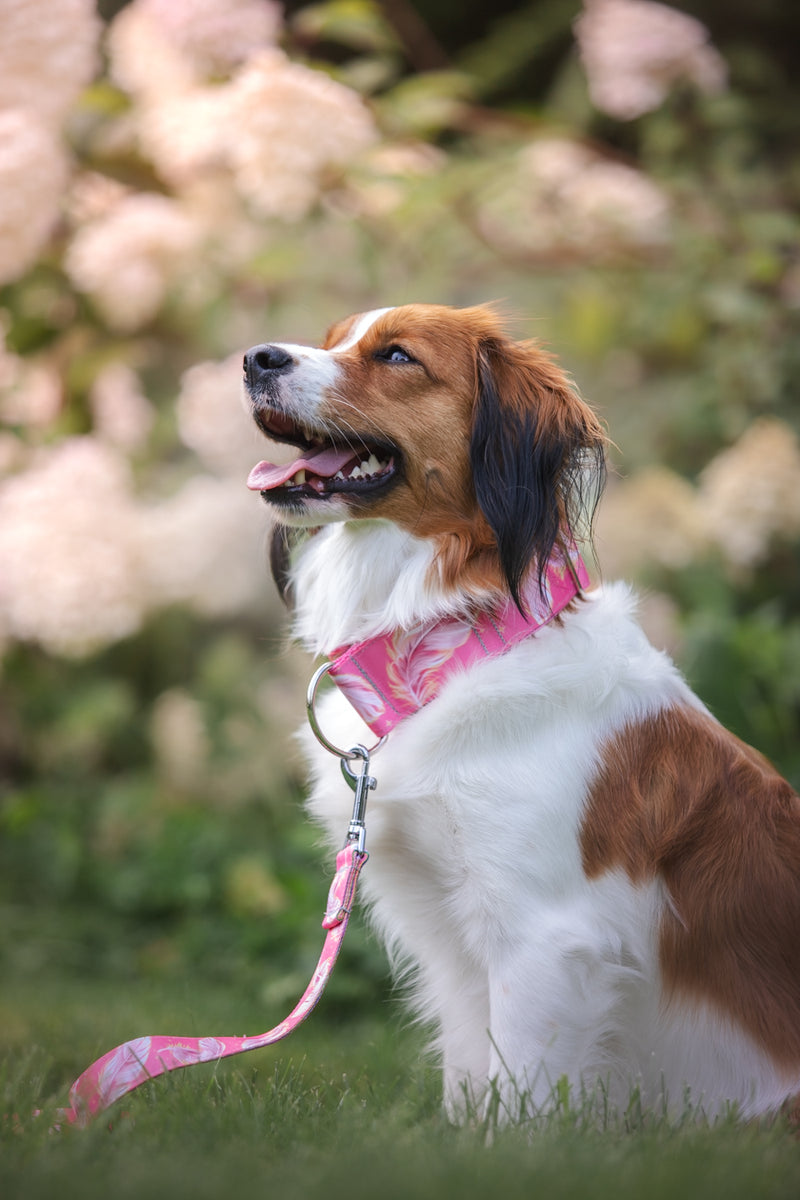 MAKE A WISH- COLLAR