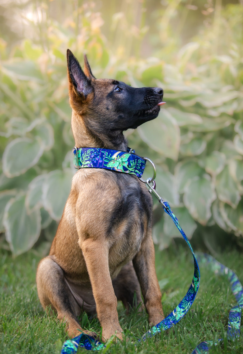 MOONLIGHT FLIGHT - COLLAR