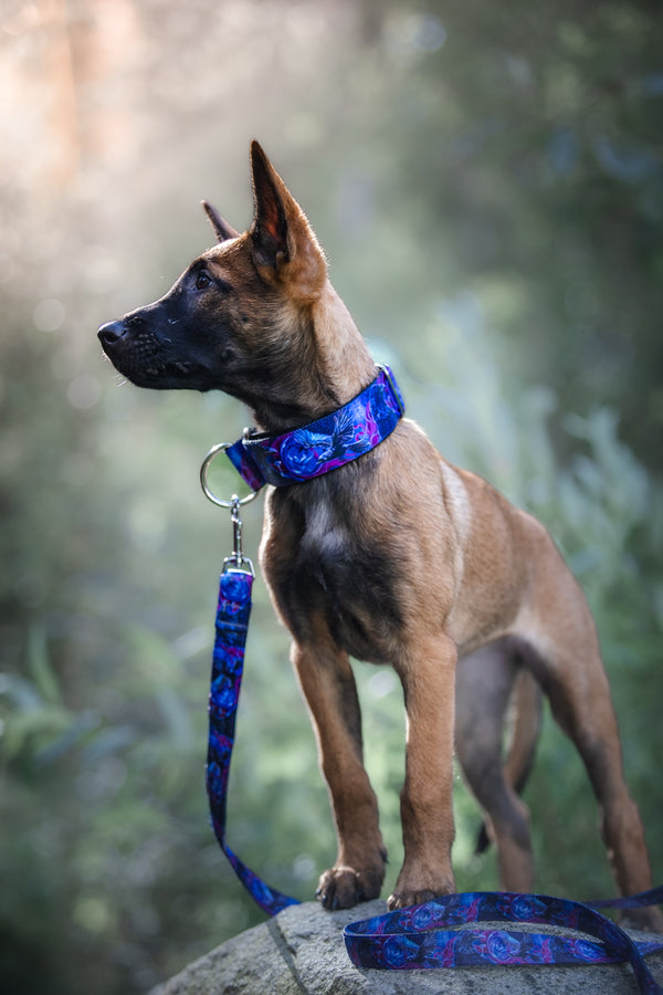KEEPER OF THE KEY- COLLAR