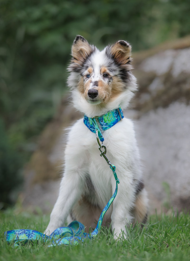 SPARK OF JOY - COLLAR