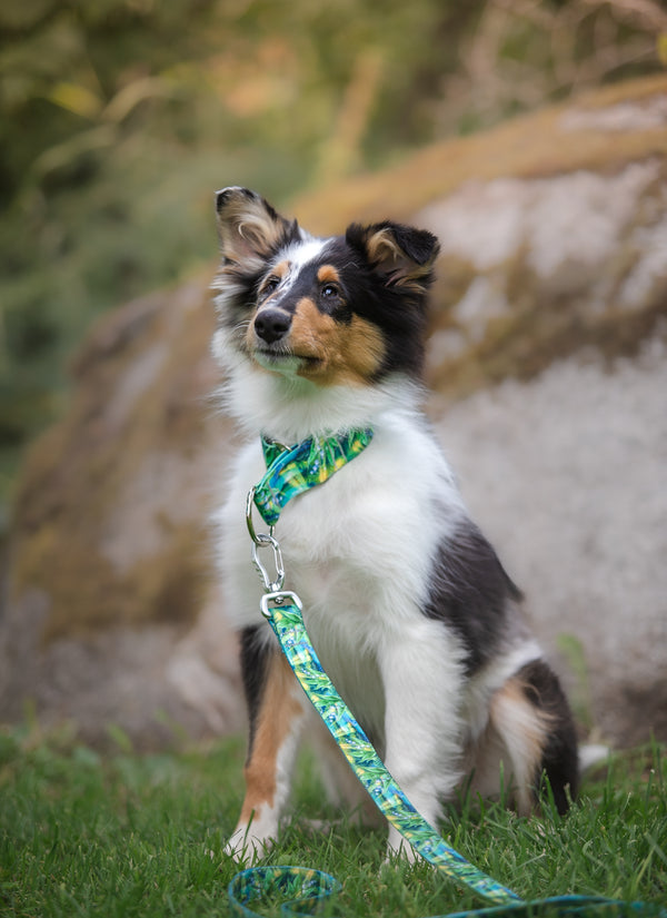 ONE MOMENT IN TIME-LEASH