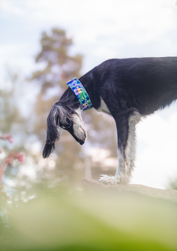 ON A CLEAR DAY - COLLAR
