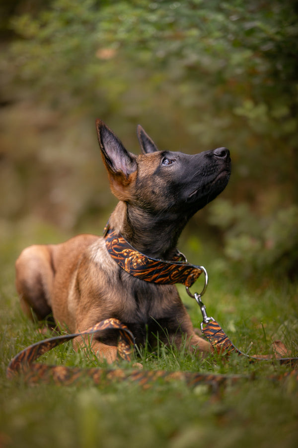 EYE OF THE TIGER - LEASH