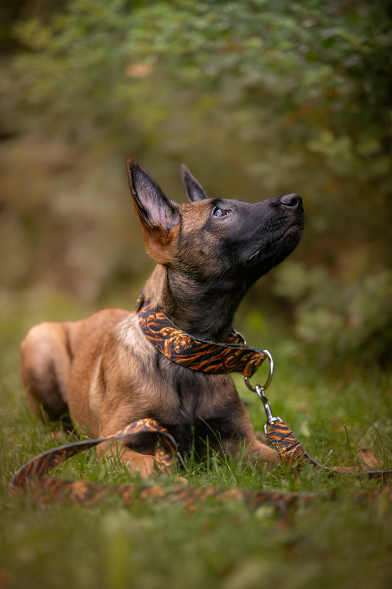 EYE OF THE TIGER - COLLAR