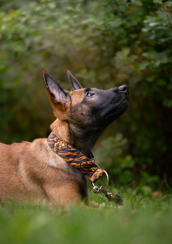 EYE OF THE TIGER - COLLAR